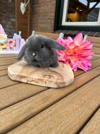 Te koop 2 raszuivere minilop konijntjes van 8weken oud, Dieren en Toebehoren, Meerdere dieren, Klein, 0 tot 2 jaar