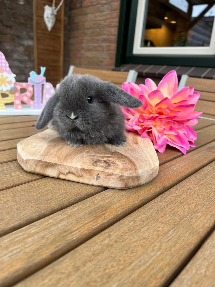 Te koop 2 raszuivere minilop konijntjes van 8weken oud, Dieren en Toebehoren, Konijnen, Klein, Meerdere dieren, 0 tot 2 jaar