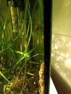Puntslakken minimaal tien., Dieren en Toebehoren, Vissen | Aquariumvissen, Slak of Weekdier