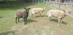 Fijn nieuw thuis voor 4 schapen, Vrouwelijk, Schaap, 6 jaar of ouder