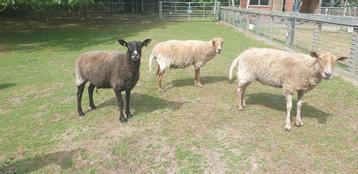 Fijn nieuw thuis voor 4 schapen beschikbaar voor biedingen