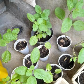 Toelsi Plantjes Te Koop € 2,50 Per Plant beschikbaar voor biedingen
