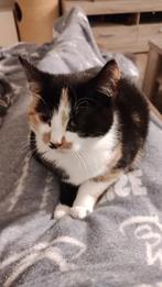 For ever home gezocht voor kittens Odin en Bella, Dieren en Toebehoren, Meerdere dieren