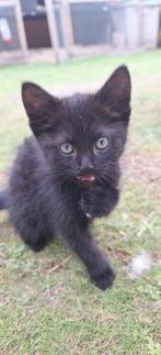 2 katers, Dieren en Toebehoren, Katten en Kittens | Overige Katten, Kater