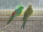 Te koop een koppel wildkleur roodruggen, Dieren en Toebehoren, Vogels | Parkieten en Papegaaien, Meerdere dieren, Parkiet