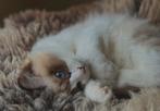 Lieve ragdoll kitten, Dieren en Toebehoren, Katten en Kittens | Raskatten | Langhaar, Kater, Ontwormd, 0 tot 2 jaar