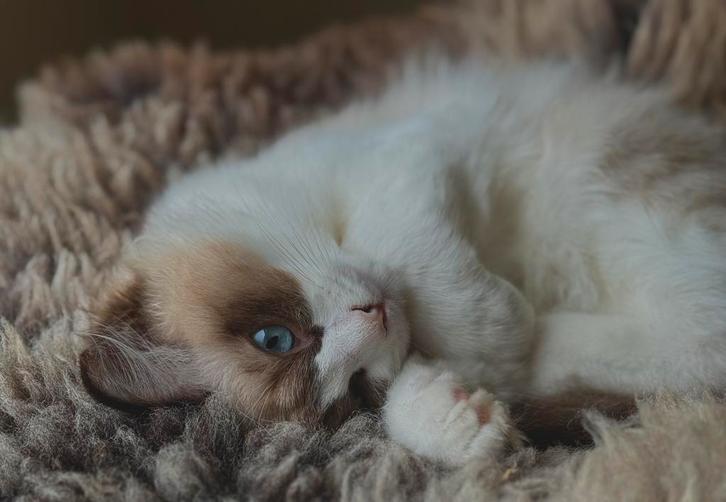 Lieve ragdoll kitten, Dieren en Toebehoren, Katten en Kittens | Raskatten | Langhaar, Kater, 0 tot 2 jaar, Ontwormd, Ingeënt