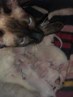 Siamees kittens, Ophalen of Verzenden, Nieuw