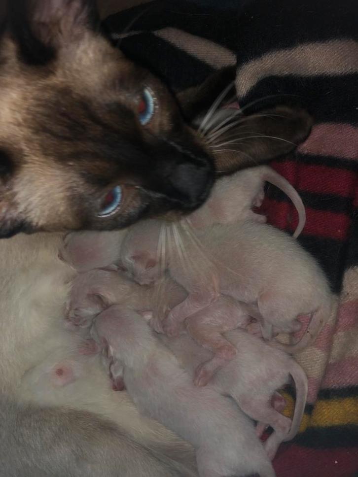 Siamees kittens, Dieren en Toebehoren, Katten-accessoires, Nieuw, Ophalen of Verzenden