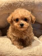 Klein type Maltipoo pups! Meerdere kleuren, Dieren en Toebehoren, Poedel, Nederland, CDV (hondenziekte), 8 tot 15 weken