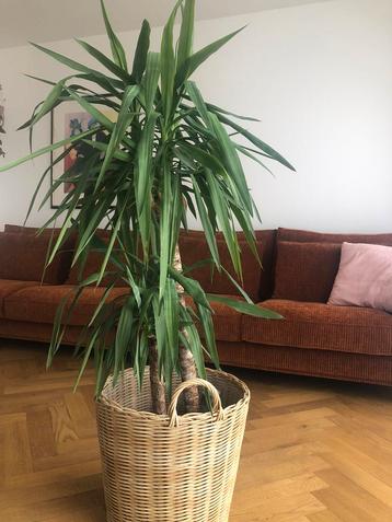 Veelzijdige plantenmand inclusief Yucca plant. beschikbaar voor biedingen