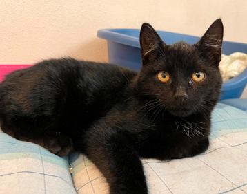 Zwart kitten, mannetje 4 maanden oud beschikbaar voor biedingen