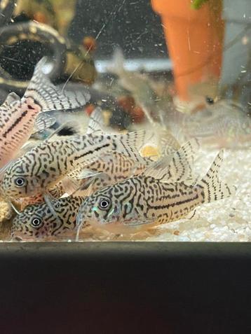 Corydoras Julii | Hoplisoma Trilineatum beschikbaar voor biedingen
