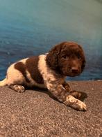 Lieve Pups Heidewachtel x stabij, Dieren en Toebehoren, Overige rassen, 8 tot 15 weken, Meerdere, Meerdere dieren