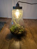 Aangeboden Terrarium Lamp., Huis en Inrichting, Ophalen