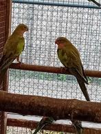 Te koop een mooi koppel Princess off Wales, Dieren en Toebehoren, Vogels | Parkieten en Papegaaien, Meerdere dieren, Parkiet, Geringd