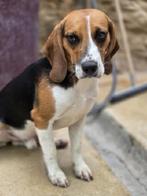 ACE: Dimitris, wie geeft hem een goede thuis?, Beagle, Particulier, Rabiës (hondsdolheid), Reu