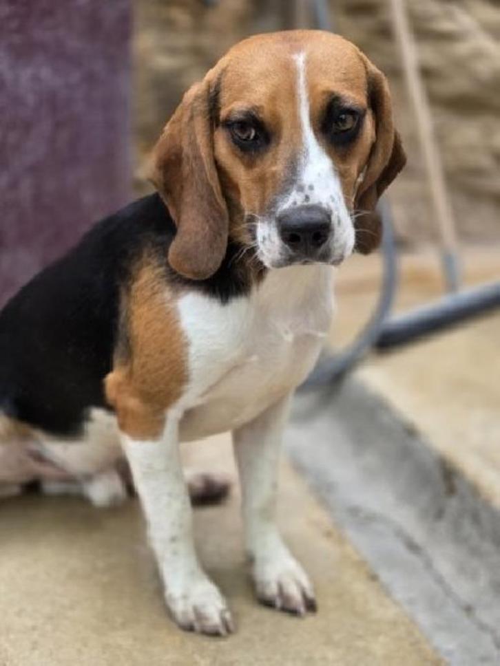 ACE: Dimitris, wie geeft hem een goede thuis?, Dieren en Toebehoren, Honden | Beagles, Bassets en Lopende honden, Reu, Beagle