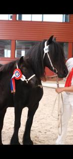 Verschillende super mooie Fell pony's te koop en ter dekking, M, 0 tot 2 jaar, Hengst, Gechipt