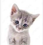 Wie helpt onze dochter aan een grijze kitten/kittens?, Ophalen