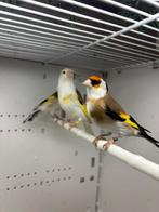 Koppel major putters, Dieren en Toebehoren, Meerdere dieren, Wildzangvogel, Geringd