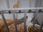 Blackface grasparkieten, Meerdere dieren, Parkiet