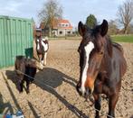 Bijrijder/ verzorger Gezocht, Ophalen of Verzenden