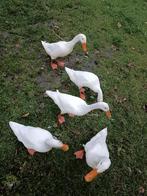 Gratis indische witte loopeend woerd, Mannelijk, Eend
