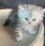 Prachtige Britse Langhaar kittens!, Meerdere dieren, Ontwormd, 0 tot 2 jaar