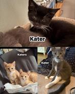 Laatste 4 katers zoeken goed huis, Meerdere dieren, Ontwormd, 0 tot 2 jaar