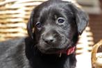 Raszuiver labrador pups ouders HD ED spondylose vrij., Meerdere, 8 tot 15 weken, Meerdere dieren, Labrador retriever