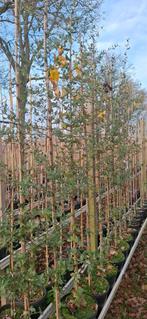 Quercus suber, kurkeik, wintergroen, Tuin en Terras, Planten | Bomen, Ophalen, Halfschaduw, Overige soorten