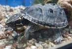 Muskus schildpadden tekoop, Dieren en Toebehoren, Reptielen en Amfibieën, Schildpad, 0 tot 2 jaar