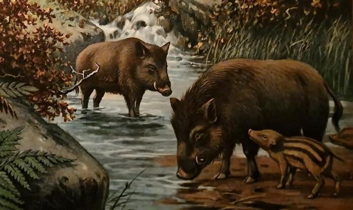 In een Duitsch bergwoud / M.A. Koekkoek, Antiek en Kunst, Antiek | Schoolplaten, Natuur en Biologie, Ophalen