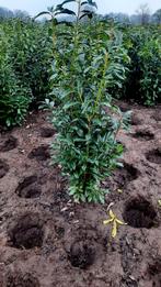 Prunus Laurocerasus 'Genolia', haagplant groenblijvend🌲🌿, Tuin en Terras, Planten | Struiken en Hagen, Ophalen, Laurier, 100 tot 250 cm