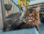 Maine coon kater uit Rusland met stamboom, jong, gecastreerd, Dieren en Toebehoren, Kater, Gechipt, 0 tot 2 jaar