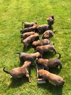 te koop prachtige roodbruine mechelse herder pups, Dieren en Toebehoren, 8 tot 15 weken, Meerdere, Meerdere dieren, Herder