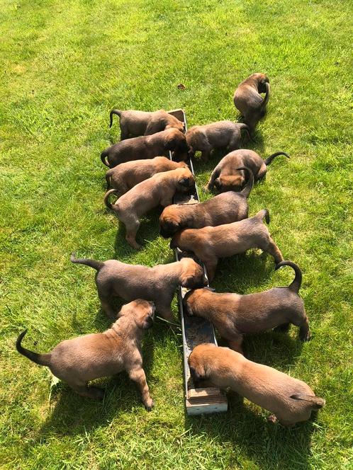 te koop prachtige roodbruine mechelse herder pups, Dieren en Toebehoren, Honden | Herdershonden en Veedrijvers, Meerdere dieren
