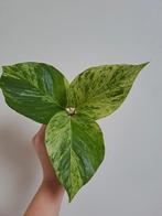Epipremnum Marble Queen stekken, Ophalen of Verzenden, Halfschaduw, Minder dan 100 cm