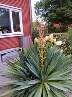 Yuca planten, Ophalen, Overige soorten, Volle zon