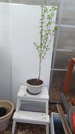 hibiscus, Tuin en Terras, Planten | Tuinplanten, Volle zon, Vaste plant, Zomer, Ophalen