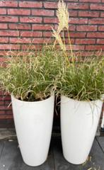 Bloempoten + Pampas gras, Tuin en Terras, 25 tot 40 cm, Kunststof, Gebruikt, Tuin