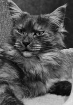 Prachtige maincoon kittens  🩵🩷🩷 nog 3 beschikbaar, Meerdere dieren, Gechipt, 0 tot 2 jaar