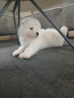 Samojeed teefje, Overige rassen, 8 tot 15 weken, Meerdere, Meerdere dieren