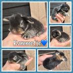 Super lieve jonge hangoordwerg konijntjes beschikbaar, Dieren en Toebehoren, Konijnen, Meerdere dieren, Dwerg, Hangoor, 0 tot 2 jaar