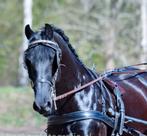Vriendelijke Friese ruin, Dieren en Toebehoren, Paarden, Ruin, Recreatiepaard, 7 tot 10 jaar