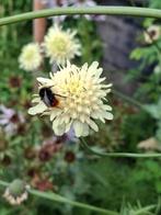 Scabiosa Cephalaria Gigantea, Tuin en Terras, Ophalen of Verzenden, Zaad