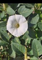 Datura innoxia zaden, Ophalen of Verzenden, Voorjaar, Volle zon, Zaad