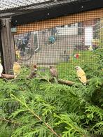 Koppel roodkopamadine, Dieren en Toebehoren, Vogels | Overige Vogels, Meerdere dieren, Geringd