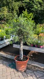 Olijfbomen dikke stam €125 per stuk, Tuin en Terras, Planten | Bomen, Ophalen, Volle zon, Olijfboom, 100 tot 250 cm